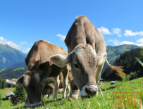 中国对超配额牛肉加征55%关税!巴西、澳洲、美国主要国家如何反应,全球肉价要变天?