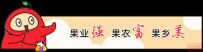 大荔冬枣借势“一带一路”远销20个海外市场